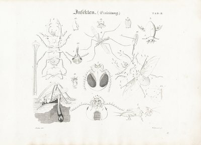 Anatomia degli insetti da Anton Wachsmann
