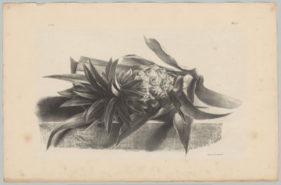 Ananas da Anton Weiss