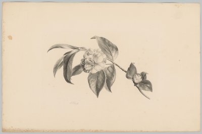 Fiori da Anton Weiss