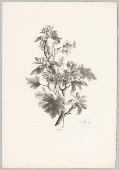 Fiori su un ramo (Studi di fiori e frutti) 10a puntata da Anton Weiss
