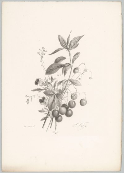 Fiori, fragole e ciliegie da Anton Weiss