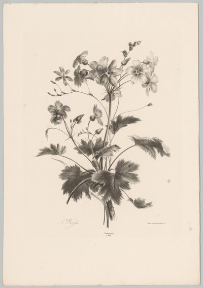 Fiori con spine da Anton Weiss