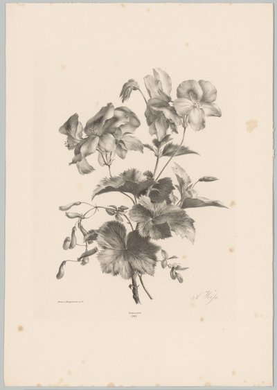 Fiori diversi da Anton Weiss