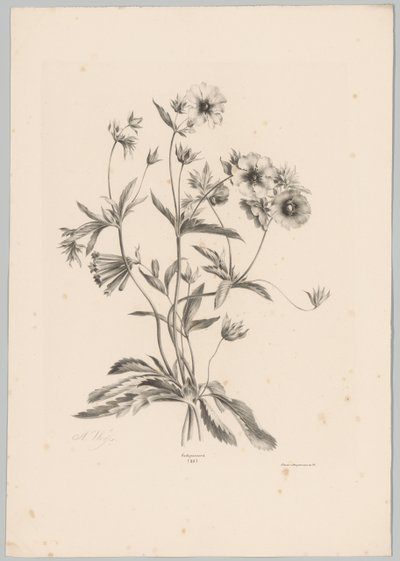 Fiori vari (serie: Studi di fiori e frutti, 10ª puntata) da Anton Weiss