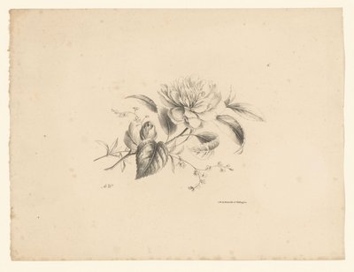 Fiori diversi da Anton Weiss