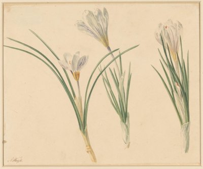 Tre studi di crochi da Anton Weiss