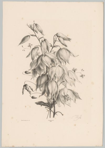 Fiori appesi da Anton Weiss