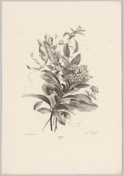 Ortensie e altri fiori (serie: Studi di fiori e frutti, 10ª puntata) da Anton Weiss