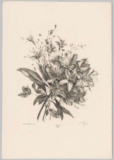 Gigli da Anton Weiss