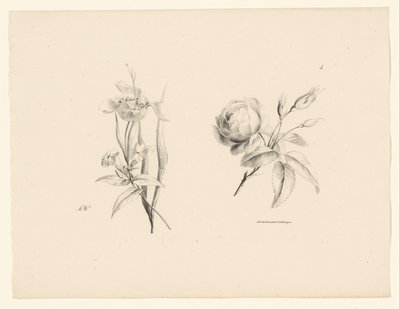 Rosa e altri fiori da Anton Weiss
