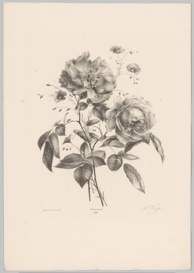 Rosa e fiore simile a garofano (serie Bloem en Fruit Studien, 10e aflevering) da Anton Weiss