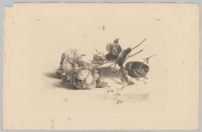 Rose da Anton Weiss