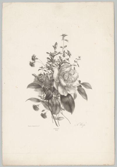 Rose, garofani e fucsia (serie Bloem en Fruit Studien, 10e aflevering) da Anton Weiss