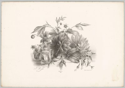Rose, dalie e fucsie da Anton Weiss