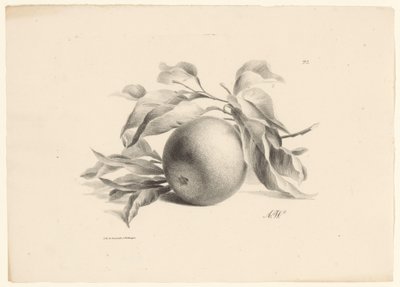 Arancia (serie: Frutta) da Anton Weiss