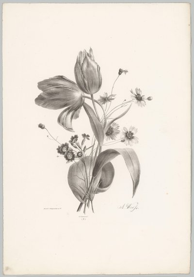 Tulipani e margherite (serie: Studi di fiori e frutti, 10ª puntata) da Anton Weiss