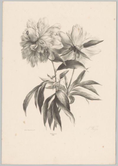 Due fiori da Anton Weiss