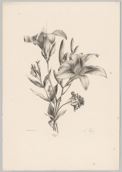 Due gigli (Studi di fiori e frutti) 10a puntata da Anton Weiss