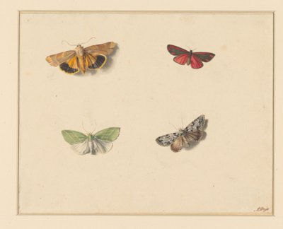 Quattro Farfalle da Anton Weiss