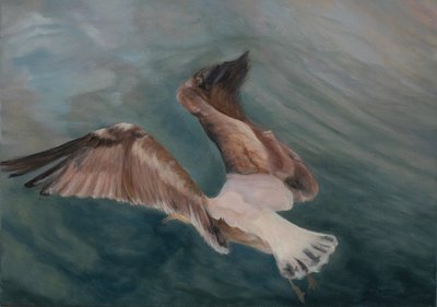 Gabbiano in atterraggio, 2012 da Antonia Myatt