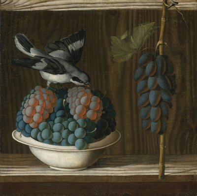 Natura morta con uva e una averla grigia (allegoria della pittura) da Antonio (fl.1478 1513) Leonelli