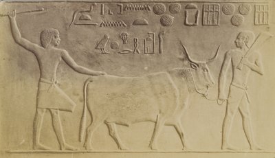Toro sacro a Saqqara da Antonio Beato