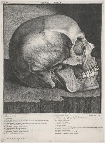 Teschio Umano da Antonio Cattani