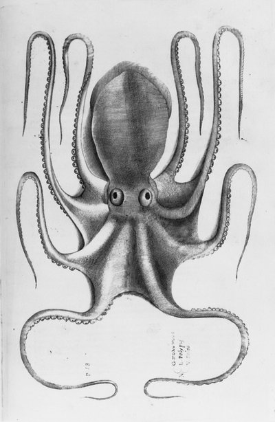 Illustrazione da "Aquatilium animalium historiae, liber primus" di Ippolito Salviani, 1554 da Antonio Lafreri