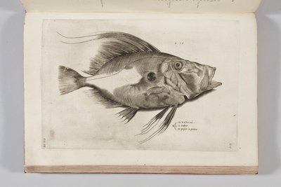 Illustrazione da "Aquatilium animalium historiae, liber primus" di Ippolito Salviani da Antonio Lafreri