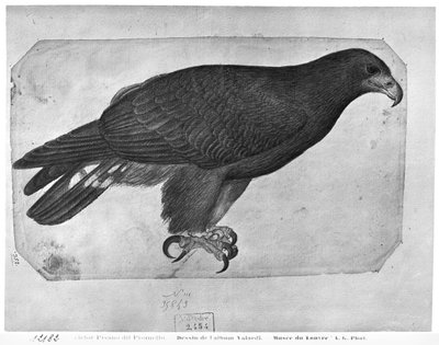 Falco, dall