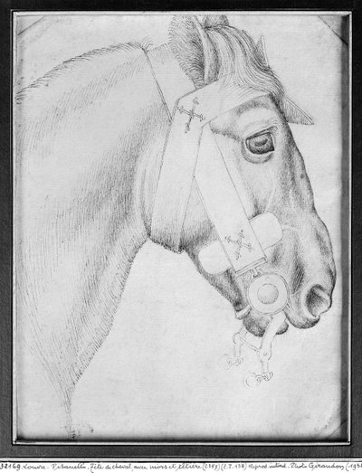 Testa di cavallo, dall