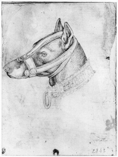 Testa di un cane con museruola, dal The Vallardi Album da Antonio Pisanello