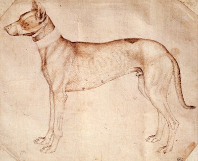 Studio di cane da caccia, disegno a penna e inchiostro marrone da Antonio Pisanello