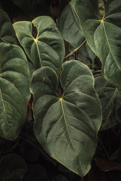 Anthurium Andraeanum V, 2024 (fotografia digitale) da Antonio Schubert