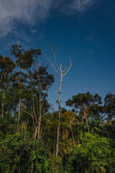 Mantiqueira XLVI, 2021 da Antonio Schubert
