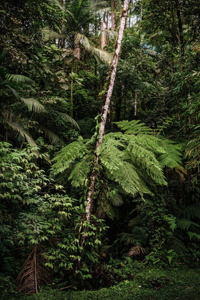 Mantiqueira XXXIV, 2015 da Antonio Schubert