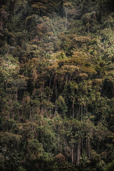 Mantiqueira XXXV, 2015 da Antonio Schubert