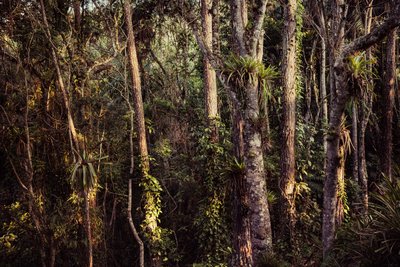 Foresta pluviale IV, 2021 da Antonio Schubert