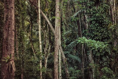 Foresta pluviale V, 2021 da Antonio Schubert