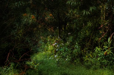 Sentieri, 2015 da Antonio Schubert