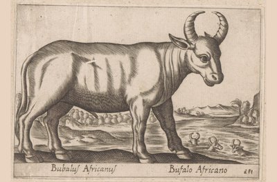 Bufalo africano (Animali e creature favolose) da Antonio Tempesta