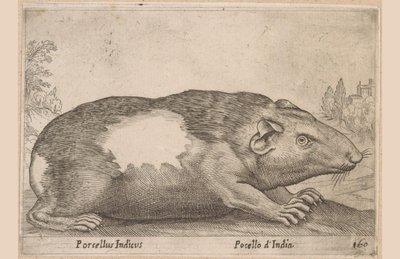 Porcellino d