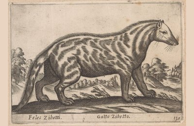 Gatto zibetto da Antonio Tempesta
