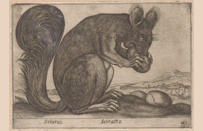 Scoiattolo da Antonio Tempesta