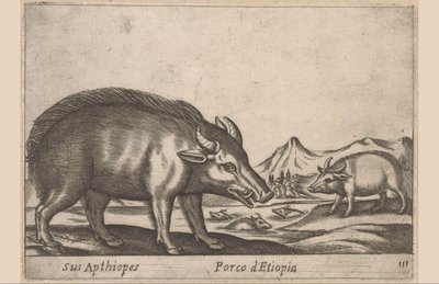 Maiale etiope da Antonio Tempesta