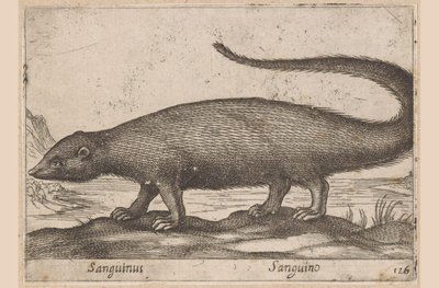 Furetto da Antonio Tempesta