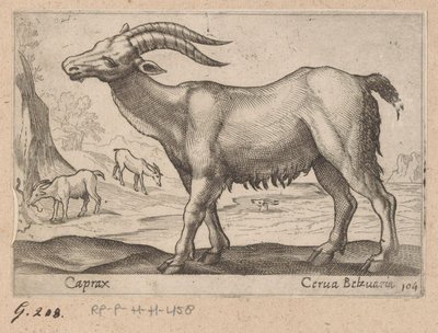 Camoscio da Antonio Tempesta