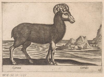 Camoscio da Antonio Tempesta