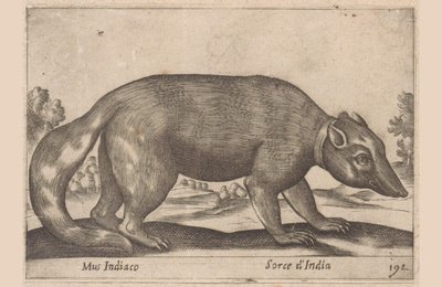 Topo indiano, furetto birmano, Dieren en fabelwezens (titolo della serie), Nova raccolta de li animali piu curiosi del mondo (titolo della serie) da Antonio Tempesta
