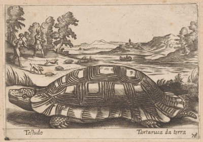 Tartaruga terrestre da Antonio Tempesta